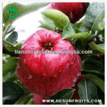 sell chinese  2013  fresh red delicous sweet crispy vitamin Tianshui  huaniu   apple 