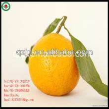 Mandarin Oranges