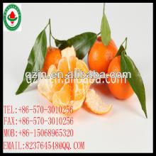 Navel Oranges