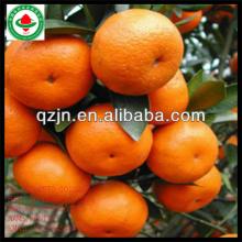 canned  mandarin   orange  in  syrup 