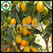 fresh mandarin orange citrus fruit