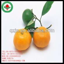 fresh  orange   producer s