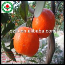 fresh  navel   orange s