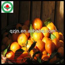 fresh navel orange