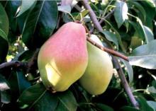 Fresh Santa Maria Pear