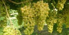 Sultanas Seedless Fresh Grape