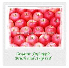 2014 crop high land organic Fuji apple in high quality and best competitive price