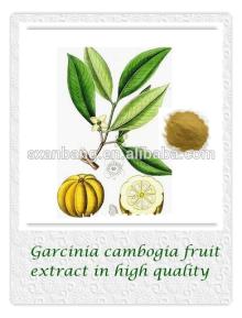 Top quality pure garcinia cambogia extract with competitive price