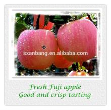high  land  organic Fuji apple in high quality and best competitive price