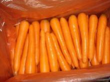 Fresh Carrot at competitive prices