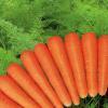 Fresh Carrots at attractive Prices