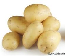 Fresh Potato high quality with competitive prices