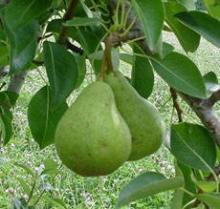 fresh pears
