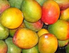 Mangos high quality