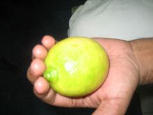 FRESH LEMON AT COMPETITIVE PRICES