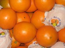 Egyptian Orange at competitive prices