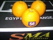 fresh  Egypt ion  orange 