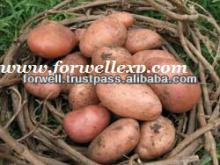 Fresh Potato ( with all Certificates )