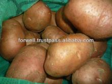 Fresh Potato Crops 2013