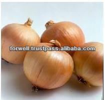 Fresh Gold Onion