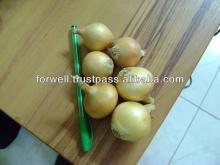 yellow onion crops 2013