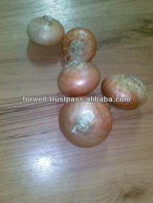 Fresh yellow Onion ( crops 2013)
