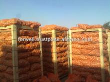 Fresh yellow Onion ( Gold Onion crops 2013)