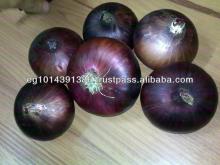 Fresh Onion ( Red - Yellow - White - spring)
