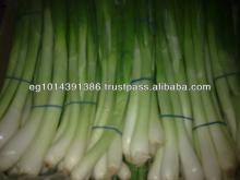 Fresh Spring Onion ( Red - Yellow - White - spring)