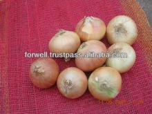 Fresh Yellow Onion