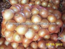ONION ( Red - Yellow - Gold - white - spring onion )