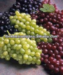 GRAPES ( Seedlees & Seeded ) ( Red & Green )