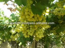 fresh sweet grapes ( white - green - red )