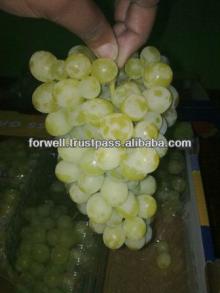 FRESH GRAPES ( Seedlees & Seeded ) ( Red & Green )