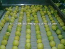 Fresh Lime ( Adalia - Verna - Green lime)