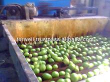 Fresh Green Lime