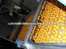 Fresh Valanica Orange