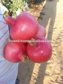 fresh Pomegranate crops 2014