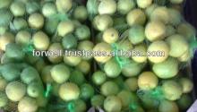 Lemon ( Adalia - Verna - green lime)