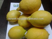 Fresh ( Adalia - Verna - green lime )Lemon