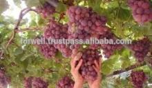 fresh crimson Grapes crops 2014