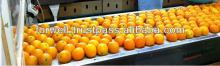 Fresh Naval orange all sizes ( 44/48/56/64/72/80/88/100/105/113/125 )