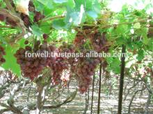 FRESH Crimson , Flame ,  Superior   GRAPE S crops 2014