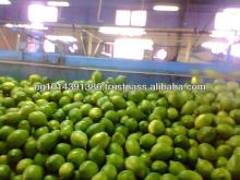 Fresh Green Lime ( Adalia - Verna - Green lime)