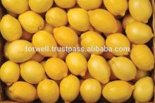 Fresh Lemon )Adalia - Verna - green lime)