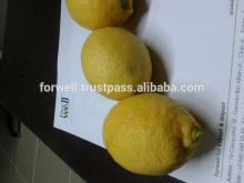 Fresh Lemon ( Adalia - Verna - green lime ) crops 2014