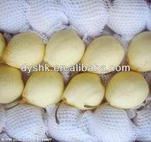 fresh delicious ya pear