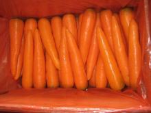 Carrot