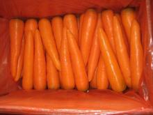 Fresh Carrot