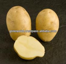 Fresh nicola potato